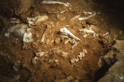 Grotte du Vallonnet, Zone A6, nombreux ossements de grands mammifères et galets (possibles percuteurs) - Agrandir l'image 5 sur 9, fenêtre modale
