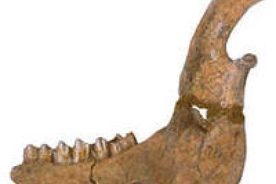 Mandibule de cerf. Les hommes du Lazaret chassaient principalement le cerf, abondant dans l’environnement immédiat de la grotte. - Agrandir l'image 1 sur 3, fenêtre modale