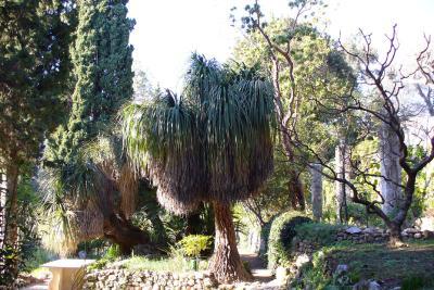 Nolina, jardin des Serres de la Madone à Menton - Agrandir l'image 1 sur 8, fenêtre modale