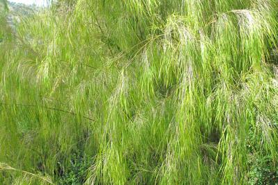 Otatea acuminata, bambou originaire du Mexique, jardin des Serres de la Madone à Menton - Agrandir l'image 2 sur 8, fenêtre modale