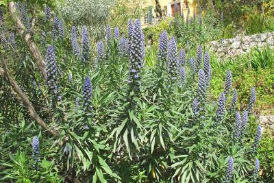 Echium candicans, Vipérine ou herbe aux vipères, originaire de l'île de Madère, jardin des Serres de la Madone à Menton - Agrandir l'image 4 sur 8, fenêtre modale