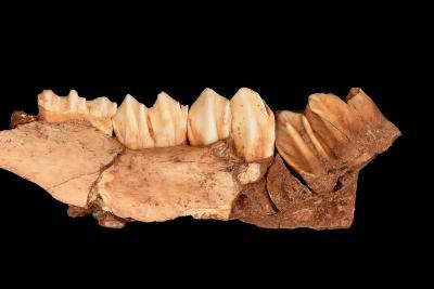 Mandibule droite de cerf de la grotte du Lazaret - Agrandir l'image 5 sur 7, fenêtre modale