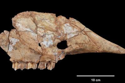 Maxillaire droit d’aurochs de la grotte du Lazaret - Agrandir l'image 6 sur 7, fenêtre modale