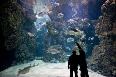 L'aquarium 'Le Lagon aux requins' du Musée Océanographique de Monaco - Agrandir l'image 3 sur 7, fenêtre modale