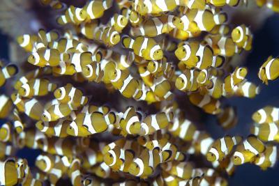 Banc de poissons clowns - Agrandir l'image 7 sur 7, fenêtre modale