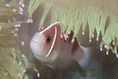 Poisson clown à collier - Agrandir l'image 6 sur 7, fenêtre modale