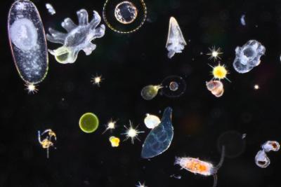 Différentes espèces d’organismes planctoniques, végétaux et animaux - Agrandir l'image 4 sur 10, fenêtre modale