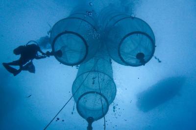 Vue sous-marine d'un ensemble de 3 mésocosmes. Ceux-ci sont des sacs qui permettent d'isoler 50m3 d'eau de mer et ainsi simuler différentes conditions environnementales - Agrandir l'image 7 sur 10, fenêtre modale