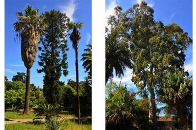 Le jardin botanique de la villa Thuret à Antibes - Agrandir l'image 2 sur 3, fenêtre modale