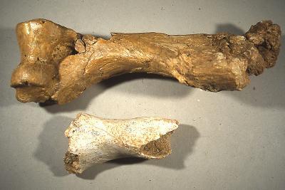 En haut – humérus gauche complet de rhinocéros / en bas – humérus gauche consommé par la hyène Pachycrocuta brevirostris - Agrandir l'image 7 sur 9, fenêtre modale