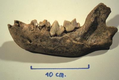 Mandibule gauche de jeune hyène (2ème déciduale, 3ème déciduale, 4ème prémolaire, 1ère molaire/carnassière) - Agrandir l'image 4 sur 9, fenêtre modale